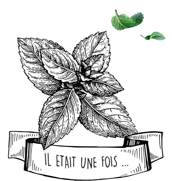 Huile Essentielle de Menthe Poivrée contre l'Acné - Olyaris